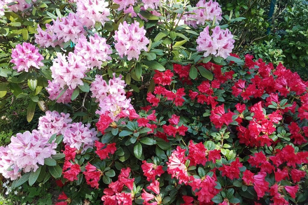 Rododendrų sodinimas ir priežiūra, ligos ir kenkėjai | Derlingas.lt Rododendrų sodinimas ir priežiūra, ligos ir kenkėjai