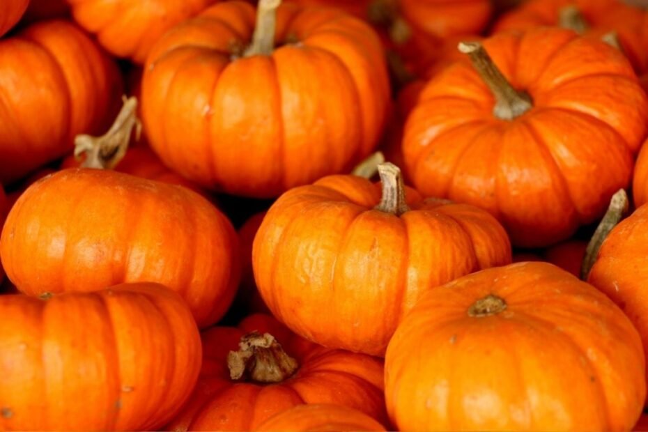 Moliūgas – rudens gėrybių karalius