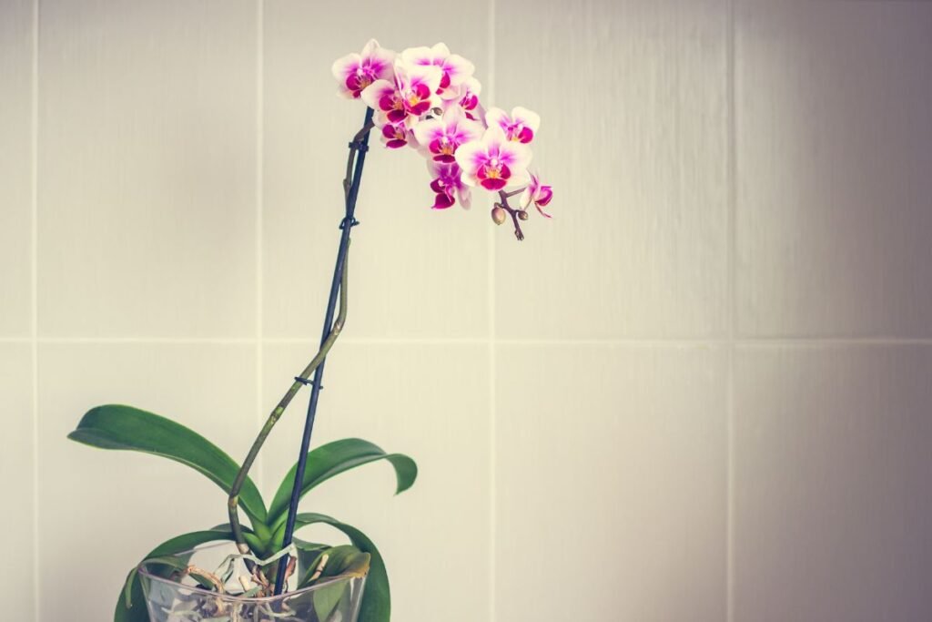 Orchidėjos (5) | Derlingas.lt Mini orchidėja