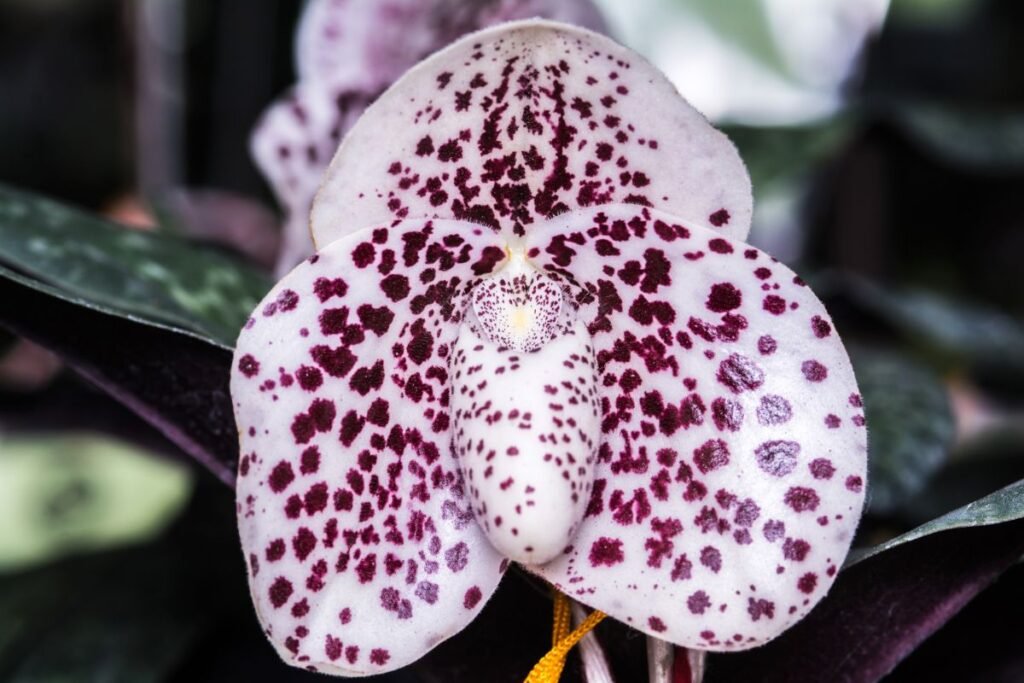 Orchidėjos (4) | Derlingas.lt Orchidėja