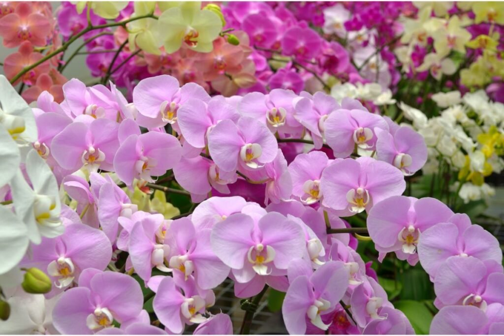 Orchidėjos (10) | Derlingas.lt Kaip atgaivinti orchidėjas