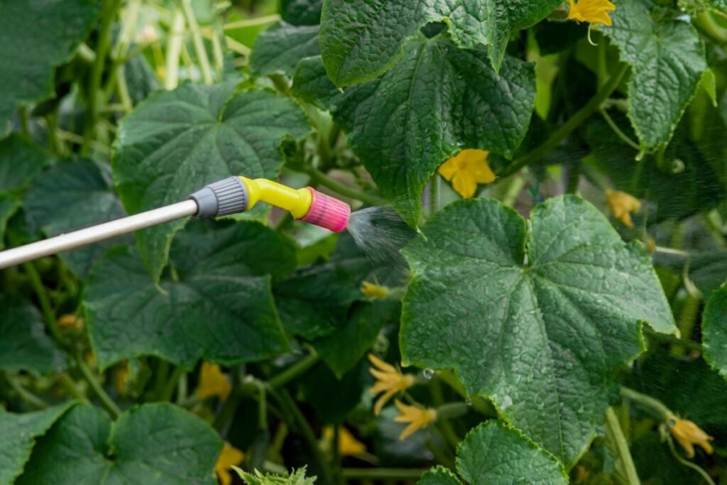 kada tręšti agurkus (6) | Derlingas.lt Agurkų tręšimas per lapus