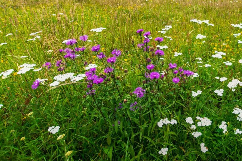 Gėlių pieva 2 | Derlingas.lt Vaistažolių pieva