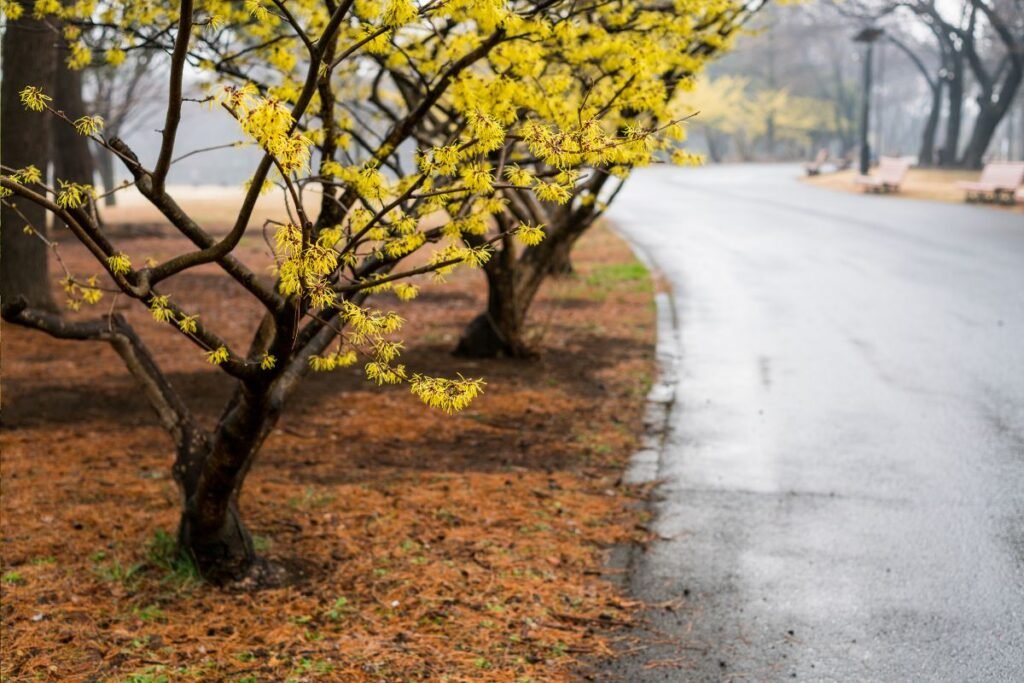 Sodinis hamamelis (Hamamelis virginiana) | Derlingas.lt Sodinis hamamelis (Hamamelis virginiana)