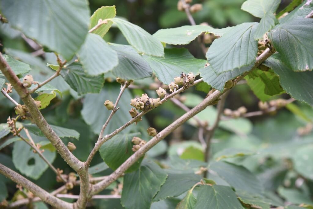 Sodinis hamamelis | Derlingas.lt Sodinis hamamelis: kaip jis atrodo